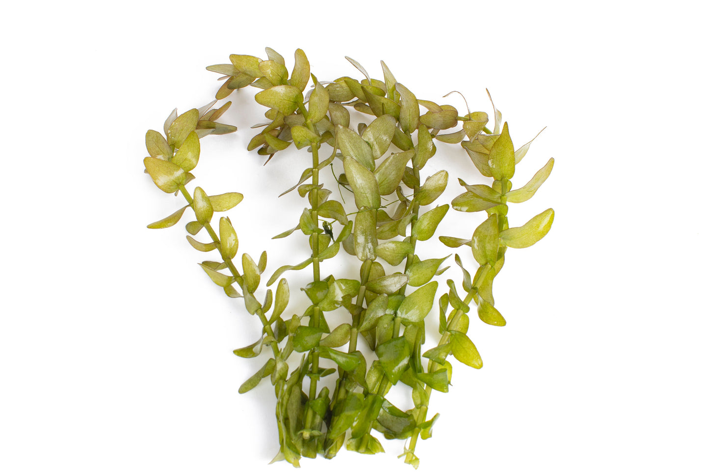 Bacopa caroliniana