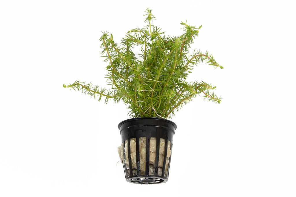 Bacopa myriophylloides