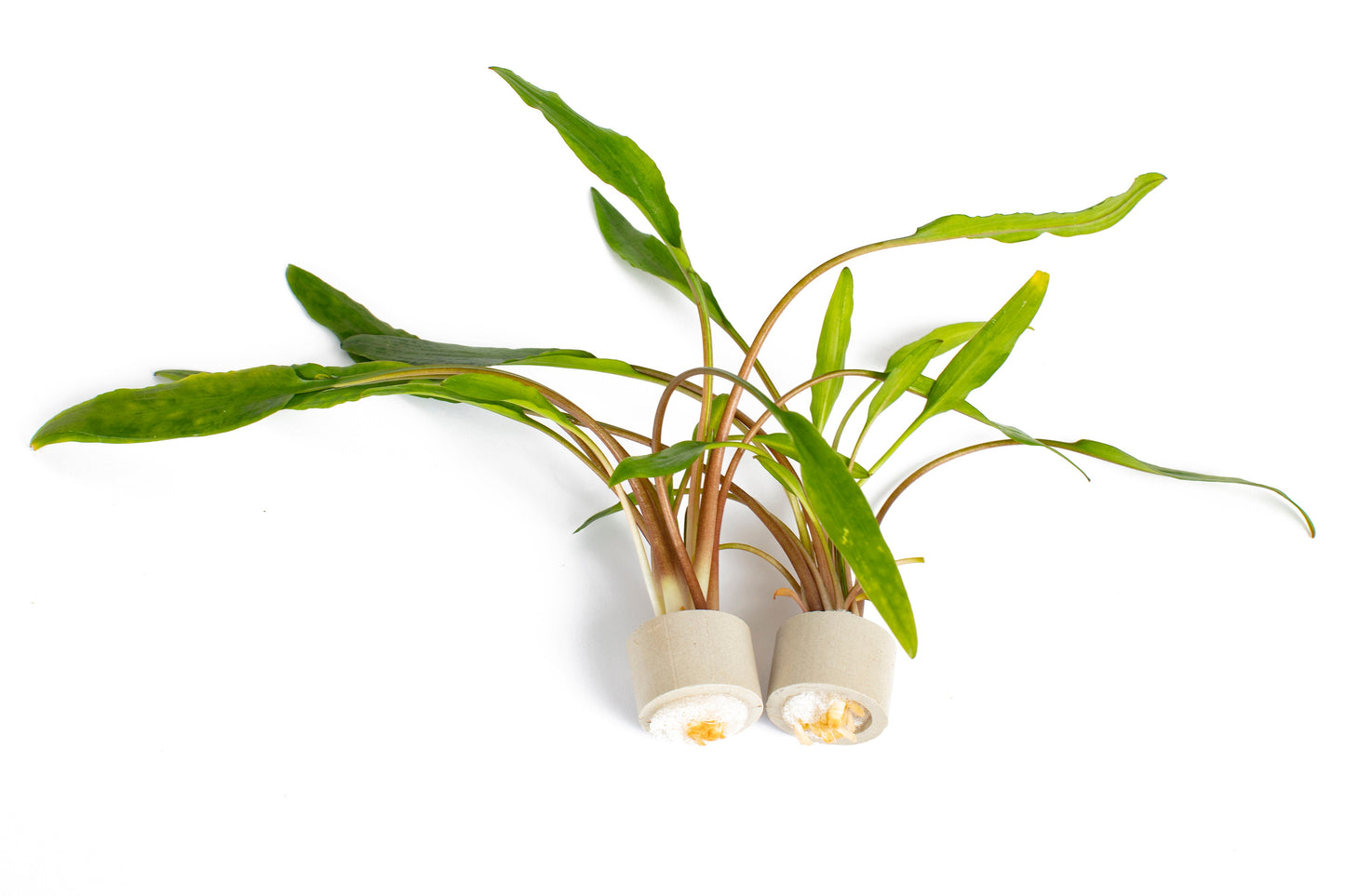 Cryptocoryne lucens