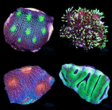 LPS Frag Pack (4 Frags).