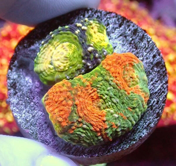 Orange Crush/Lemon N Lime Acan echinata Garden