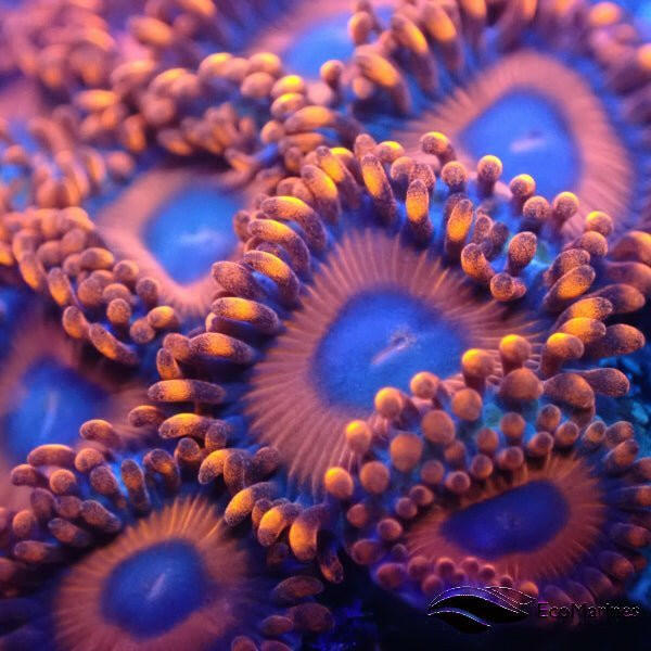 Superman Returns Zoa 3 Polyps - Charterhouse Aquatics