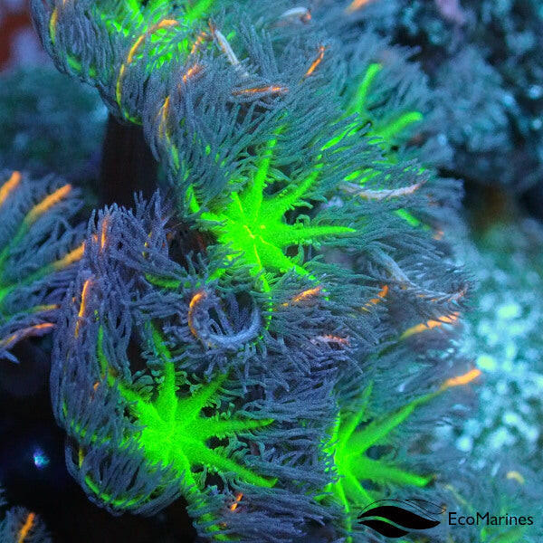 Firework Clove Polyp Frag 2 Polyps.