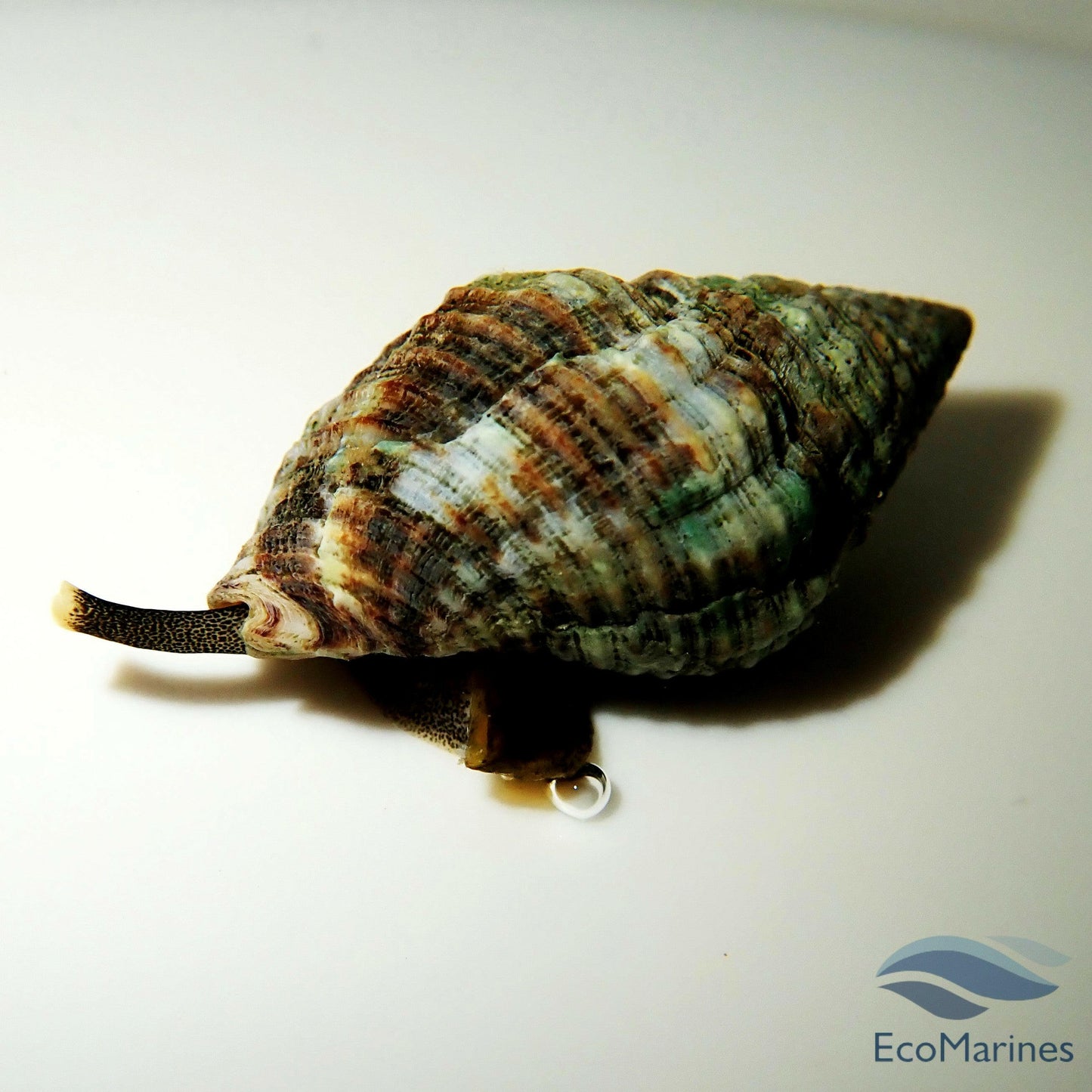 Dove Snail.