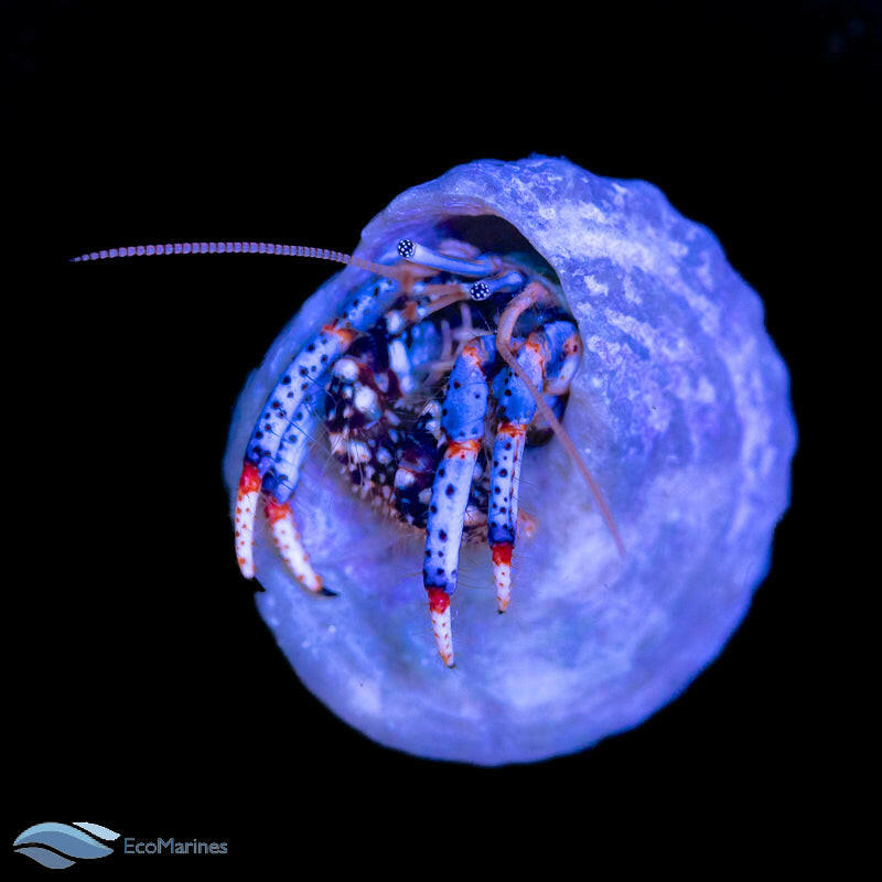 Tri Colour Hermit Crabs.