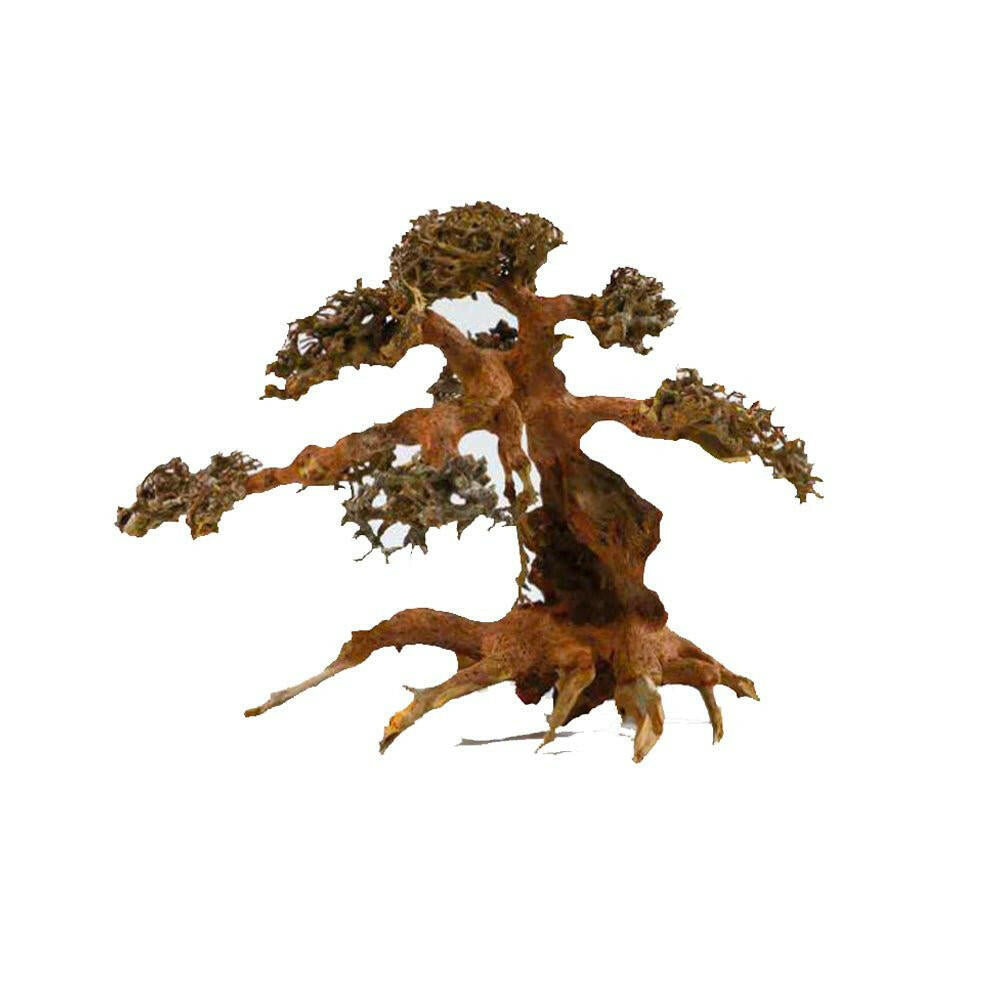 Aqua Bonsai Large 30-40cm – Charterhouse Aquatics