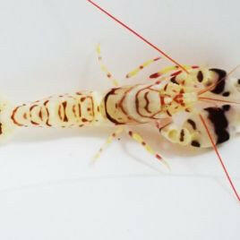 Bellus Pistol Shrimp - Charterhouse Aquatics