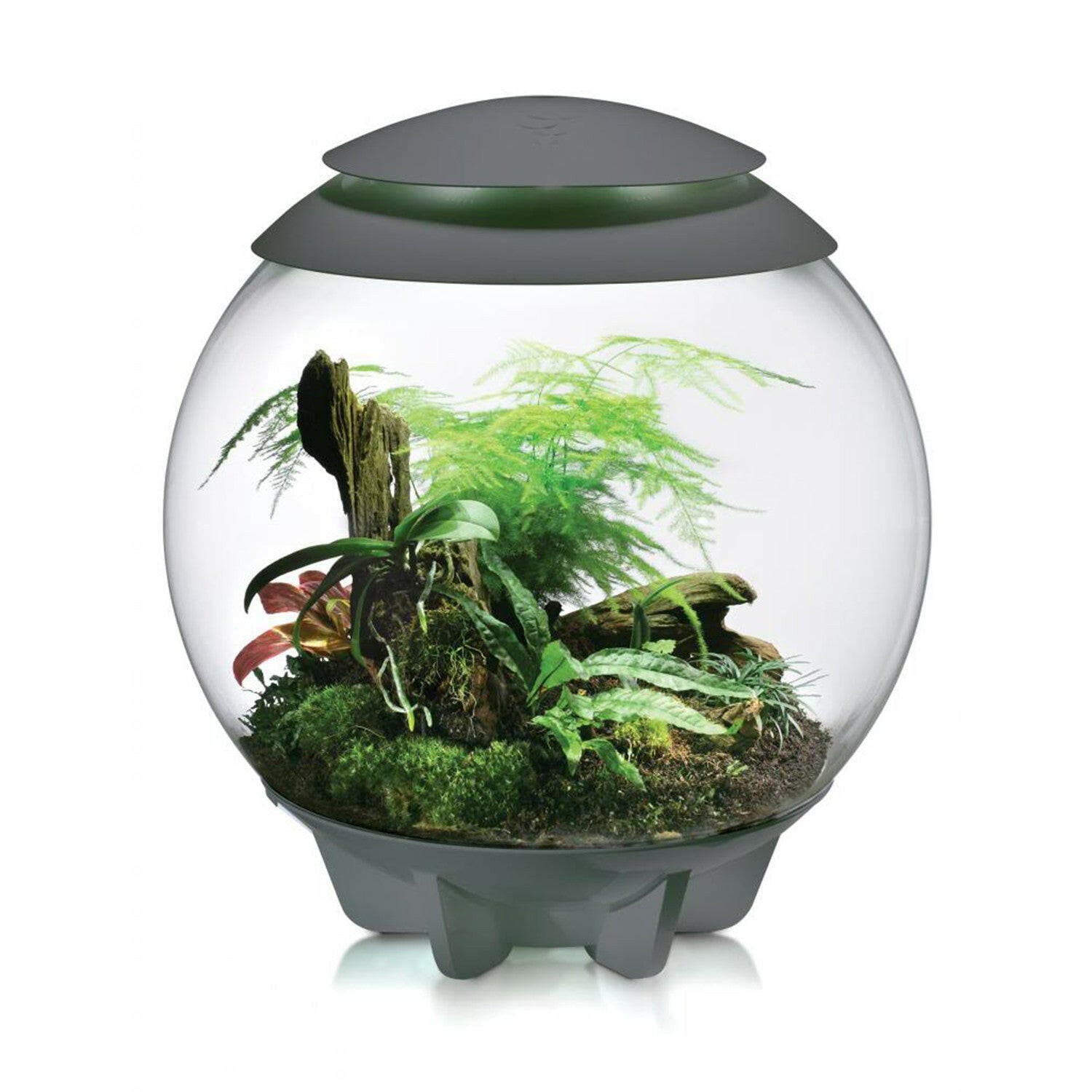 biorb terrarium plants BiOrb Air 60 Micro Climate Terrarium – Charterhouse Aquatics