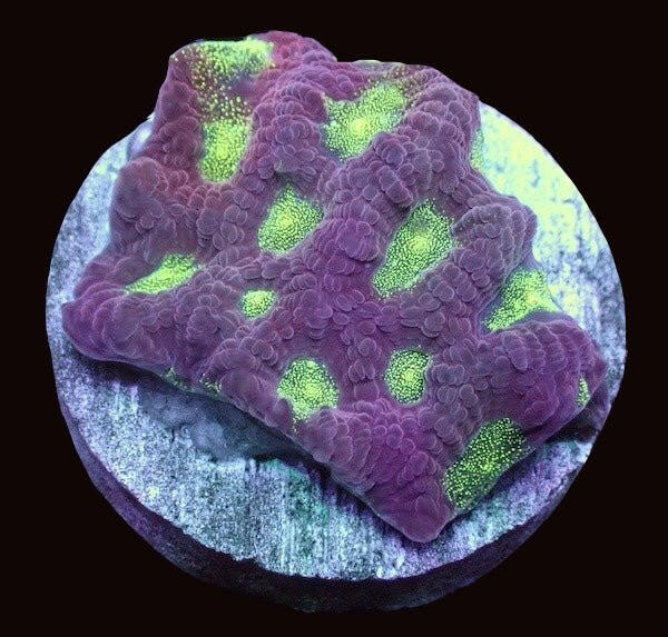 Blue Moon Favites - Charterhouse Aquatics