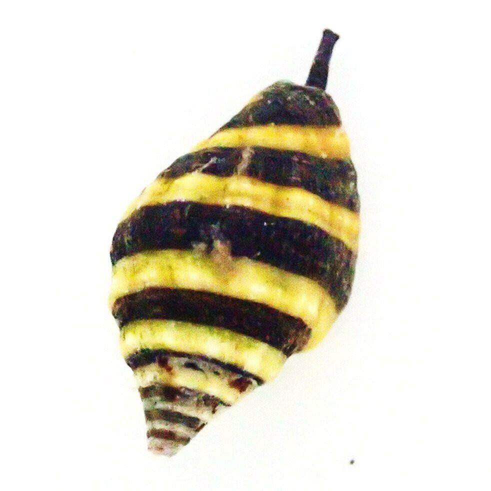 Bumblebee Snail (x 5) - Charterhouse Aquatics