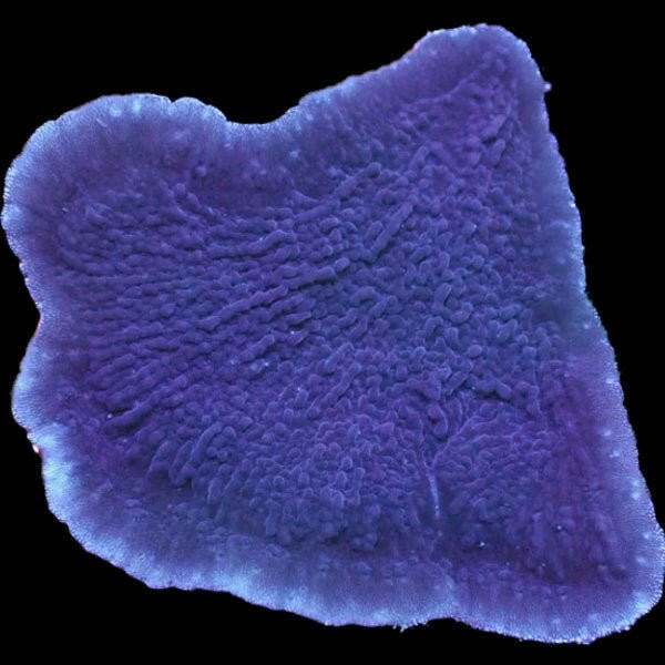 Caburys Plating Montipora - Charterhouse Aquatics