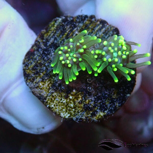 Green Tip Galaxia Frag - Charterhouse Aquatics