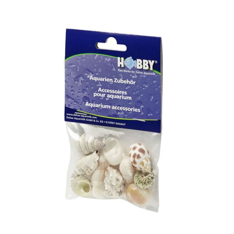 Hobby Sea Shells Medium (10 Pieces) - Charterhouse Aquatics