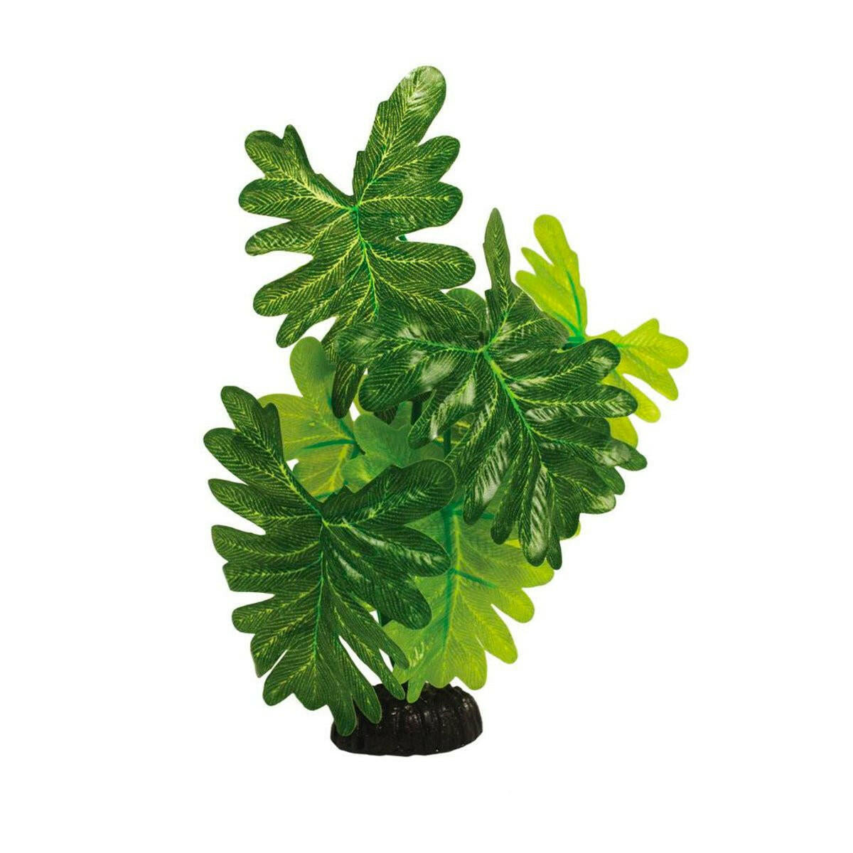 Hugo Indian Fern 13cm - Charterhouse Aquatics