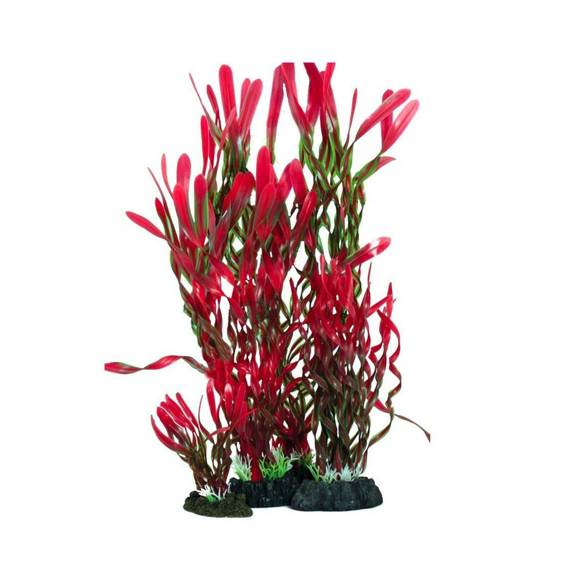 Hugo Kamishi Corkscrew Valissneria Red and Green 13cm - Charterhouse Aquatics