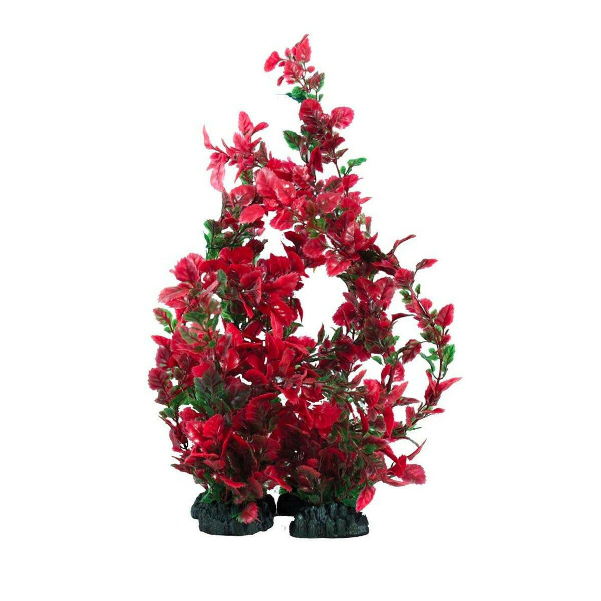 Hugo Kamishi Rose Leaf Green and Red 40cm - Charterhouse Aquatics