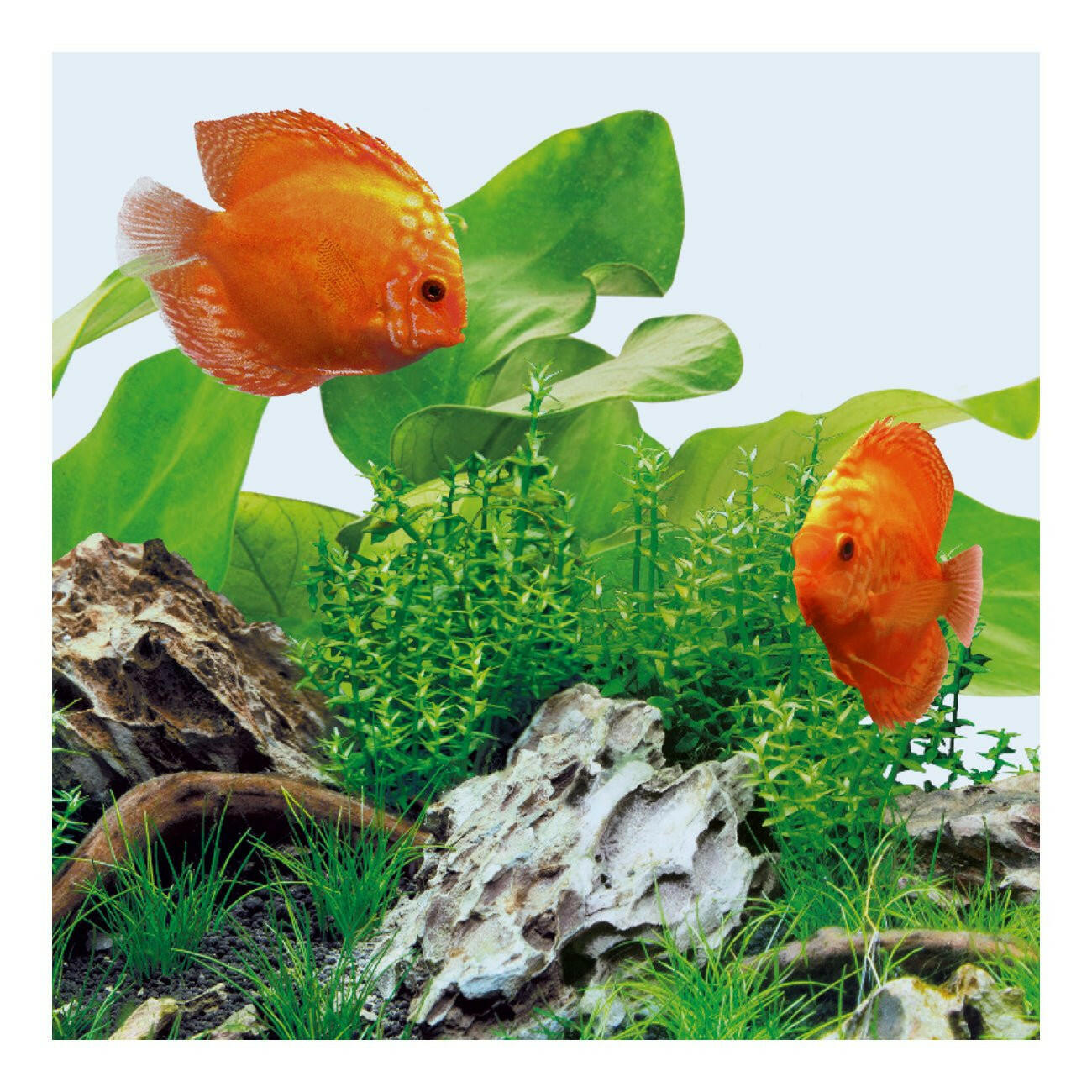 Juwel Multilux LED Tube - Day 438mm - Charterhouse Aquatics