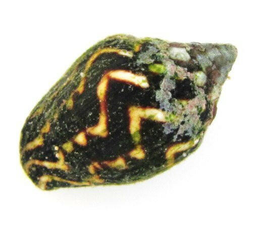 Lightning Dove Snail (x5) - Charterhouse Aquatics