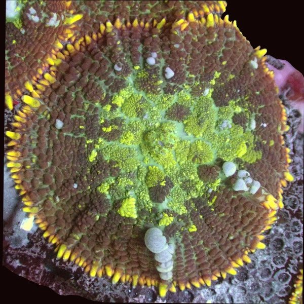 Purple Pinwheel Bounce Mushroom Polyp - Charterhouse Aquatics