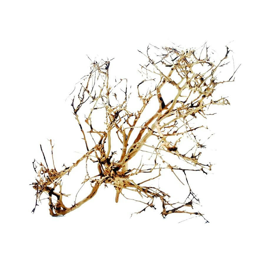 Ramous Wood 20-30cm - Charterhouse Aquatics