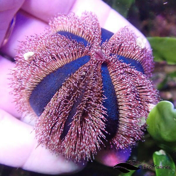 Red Tuxedo Urchin - Charterhouse Aquatics