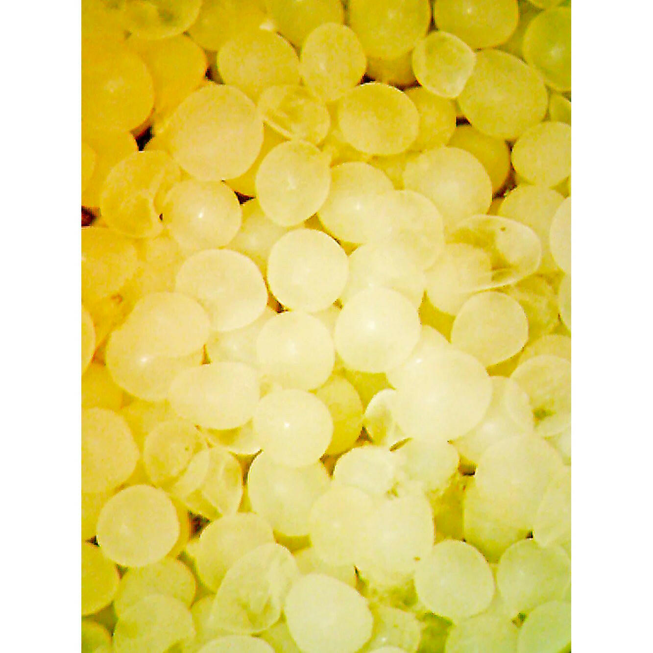 Reef Nutrition Real Oceanic Eggs 16oz - Charterhouse Aquatics