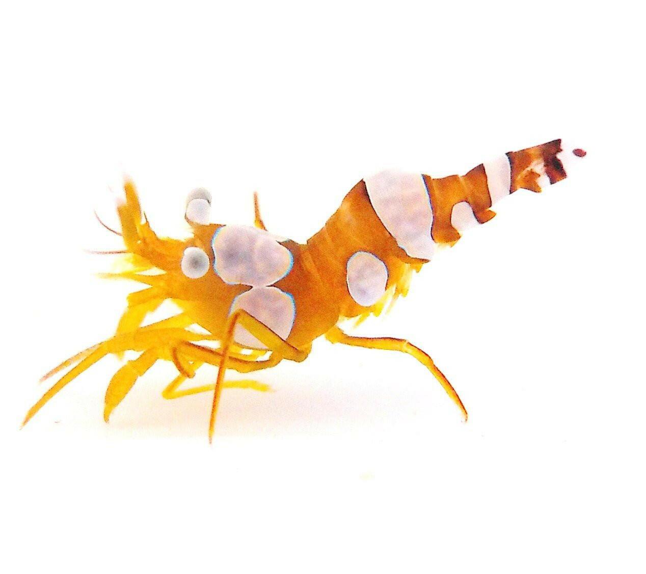 Sexy Shrimp - Charterhouse Aquatics