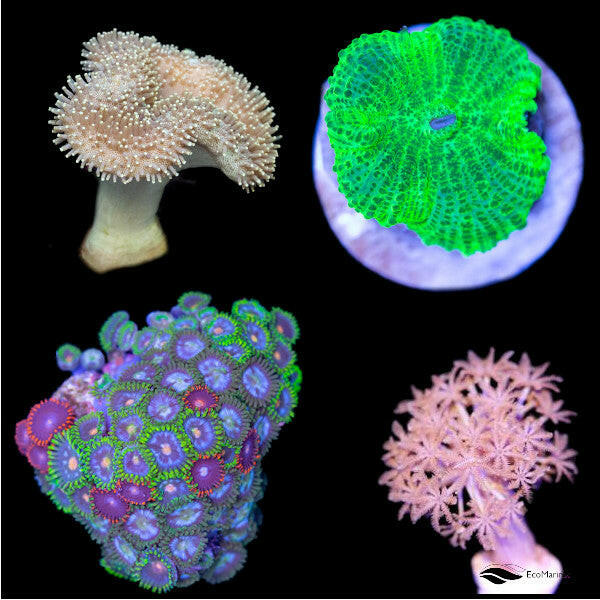 Soft Coral Variety Pack – Charterhouse Aquatics