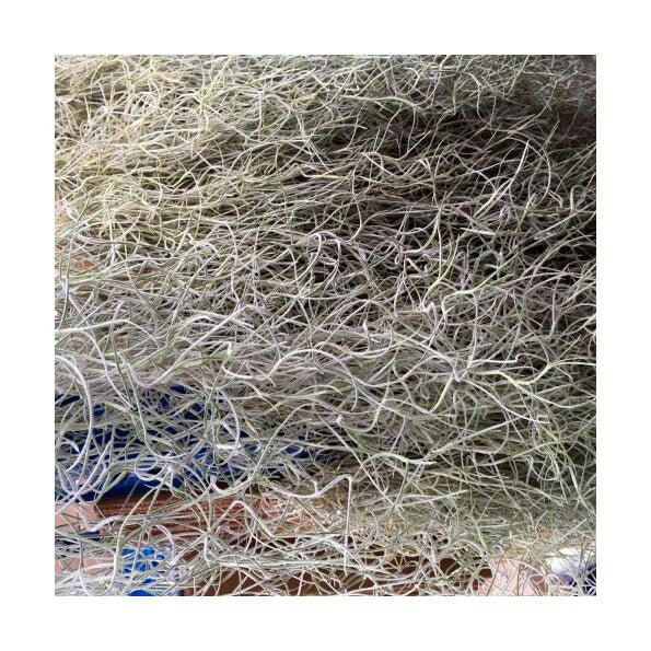 Spanish Moss (Tillandsia usneoides) - Charterhouse Aquatics
