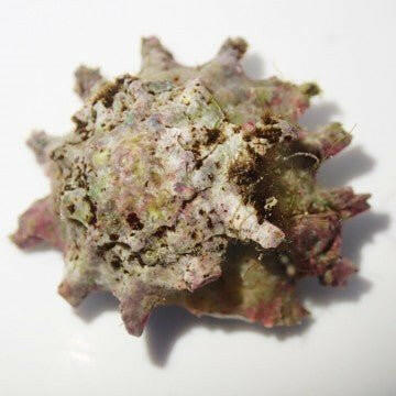 Spiny Astrea Snail - Charterhouse Aquatics