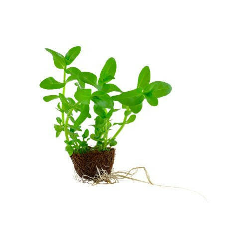 Tropica Bacopa Caroliniana Mini Pot - Charterhouse Aquatics