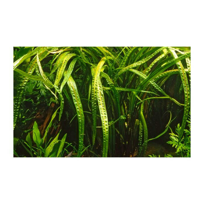 Tropica Cryptocoryne crispatula 1-2-Grow - Charterhouse Aquatics