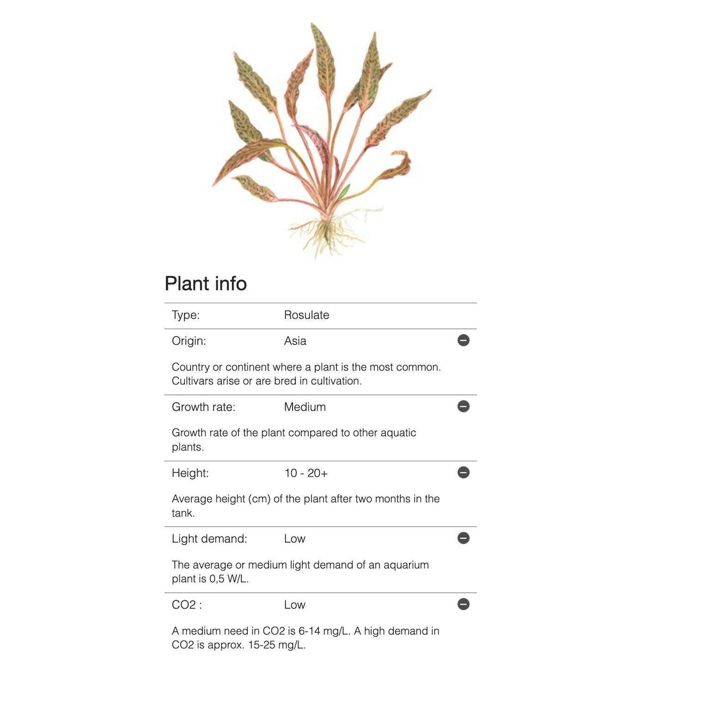 Tropica Cryptocoryne nurii 1-2 Grow - Charterhouse Aquatics