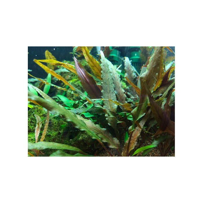 Tropica Cryptocoryne undulata 'Broad Leaf' 1-2-Grow - Charterhouse Aquatics