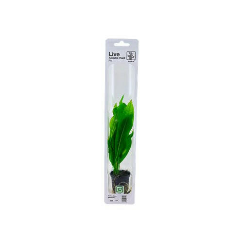 plastic amazon sword plant Tropica Echinodorus Bleherae