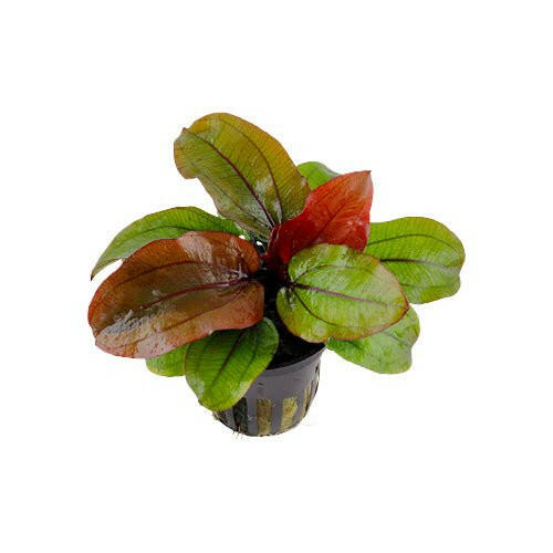 Tropica Echinodorus Reni - Charterhouse Aquatics
