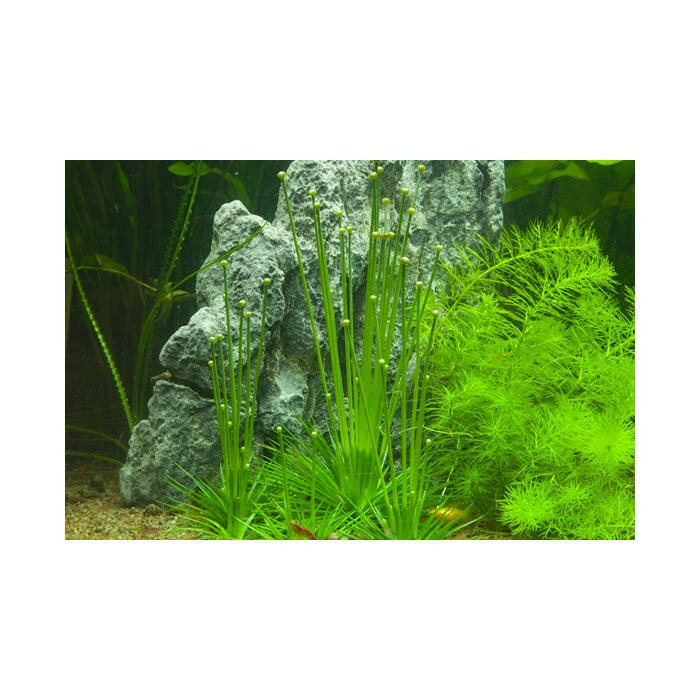 Tropica Eriocaulon cinereum 1-2-Grow - Charterhouse Aquatics