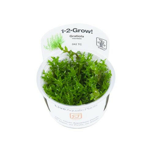 Tropica Gratiola viscidula 1-2-Grow – Charterhouse Aquatics