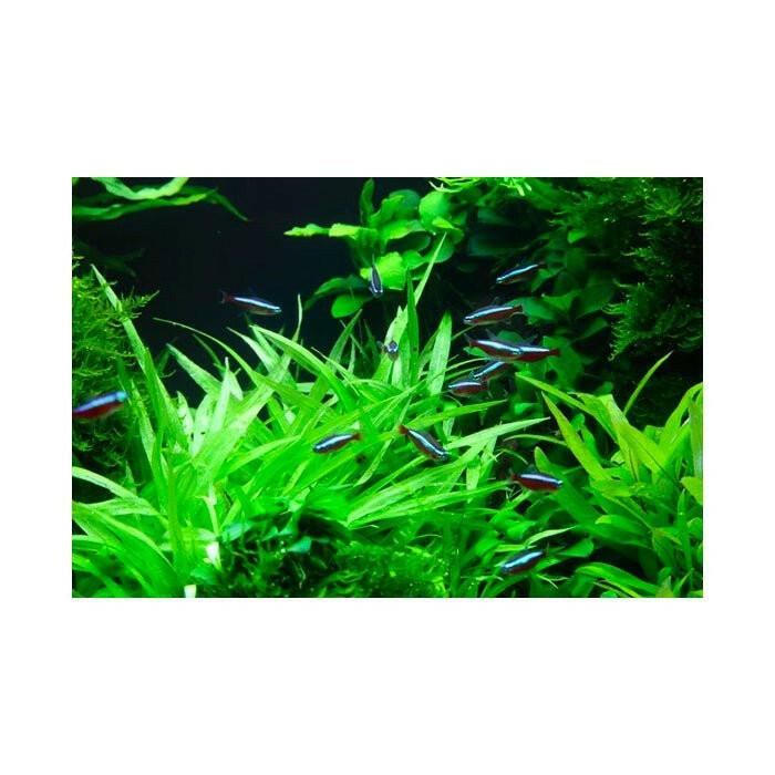 Tropica Helanthium ‘Quadricostatus’ 1-2-Grow - Charterhouse Aquatics