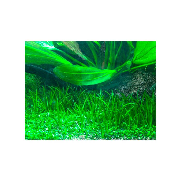 Tropica Littorella uniflora 1-2-Grow - Charterhouse Aquatics