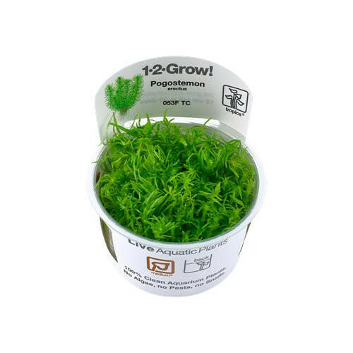 Tropica Pogostemon erectus 1-2-Grow – Charterhouse Aquatics