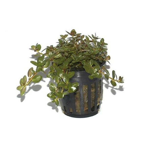 Tropica Rotala Rotundifolia - Charterhouse Aquatics