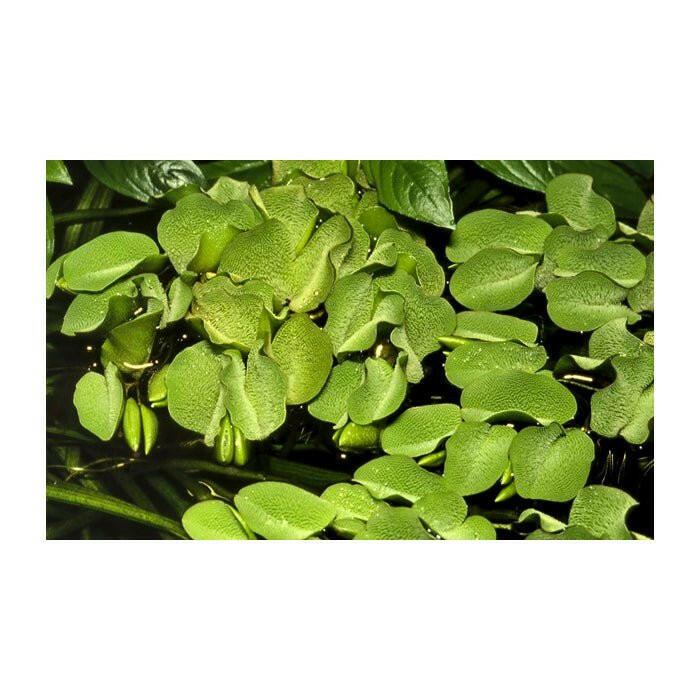 Tropica Salvinia auriculata 1-2-Grow - Charterhouse Aquatics