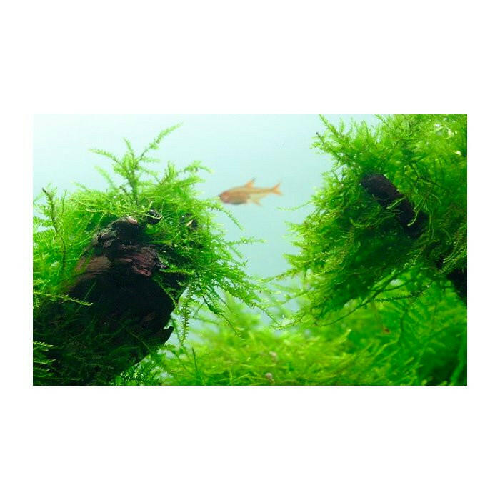Tropica Taxiphyllum barbieri 'Bogor Moss' 1-2-Grow - Charterhouse Aquatics