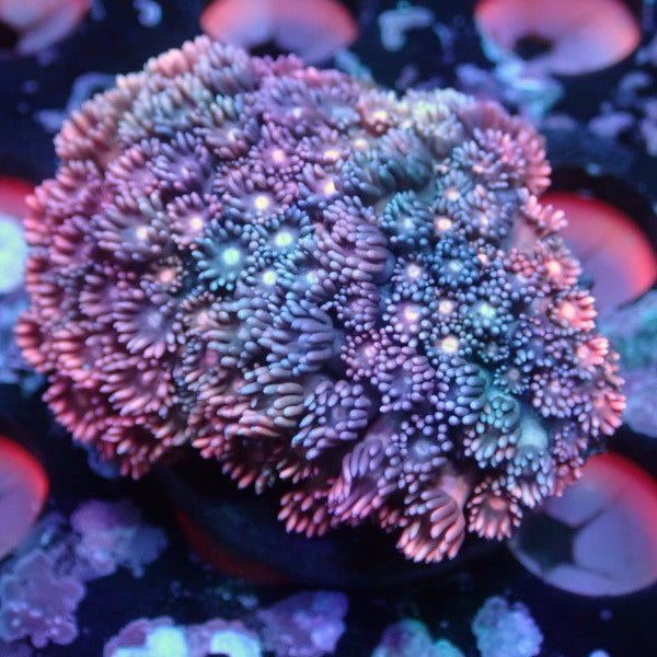 WYSIWYG 322 Pink Goniopora - Charterhouse Aquatics