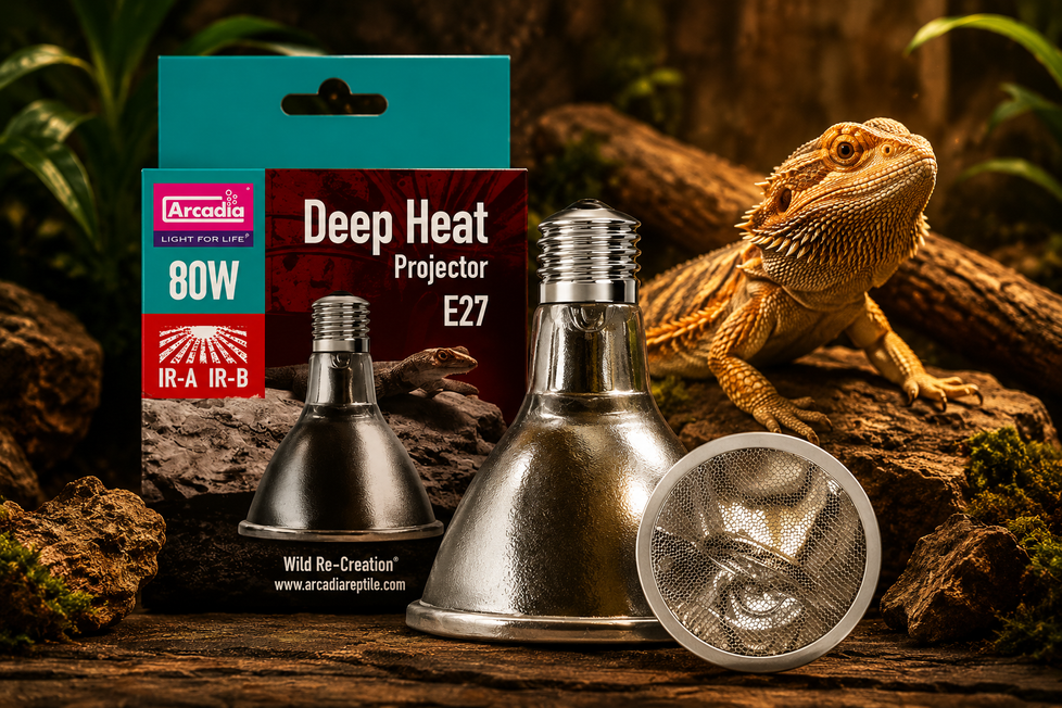 Reptile Heating Guide: Choosing the Right Heat Source for Your Reptile
