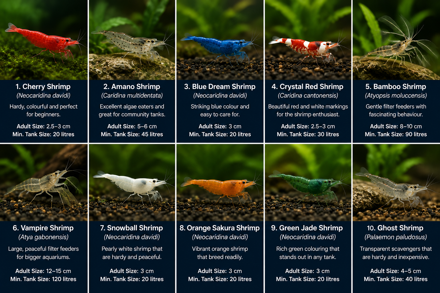 10 Best Freshwater Shrimp for Beginners