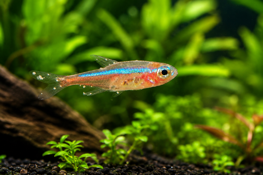 A Complete Guide to Common Aquarium Fish Diseases and Treatments