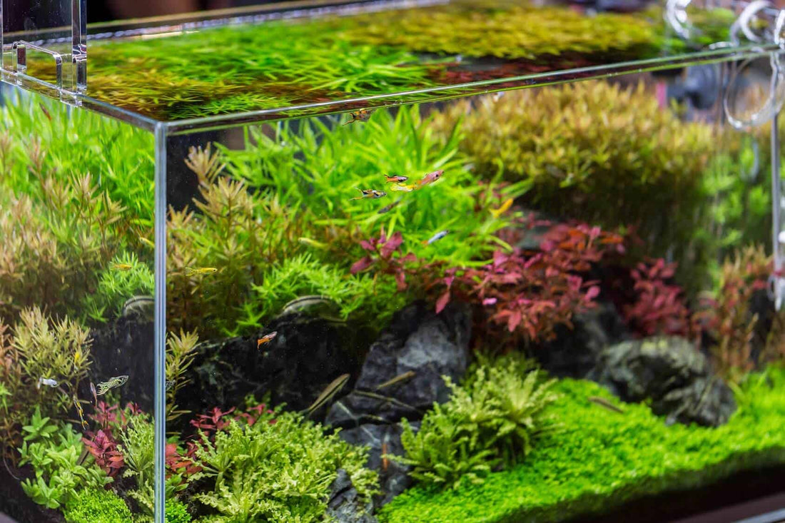 How to Cycle Your Aquarium: A Comprehensive Guide