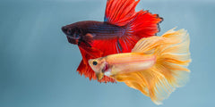 Getting Along Swimmingly: Understanding Aquarium Fish Compatibility